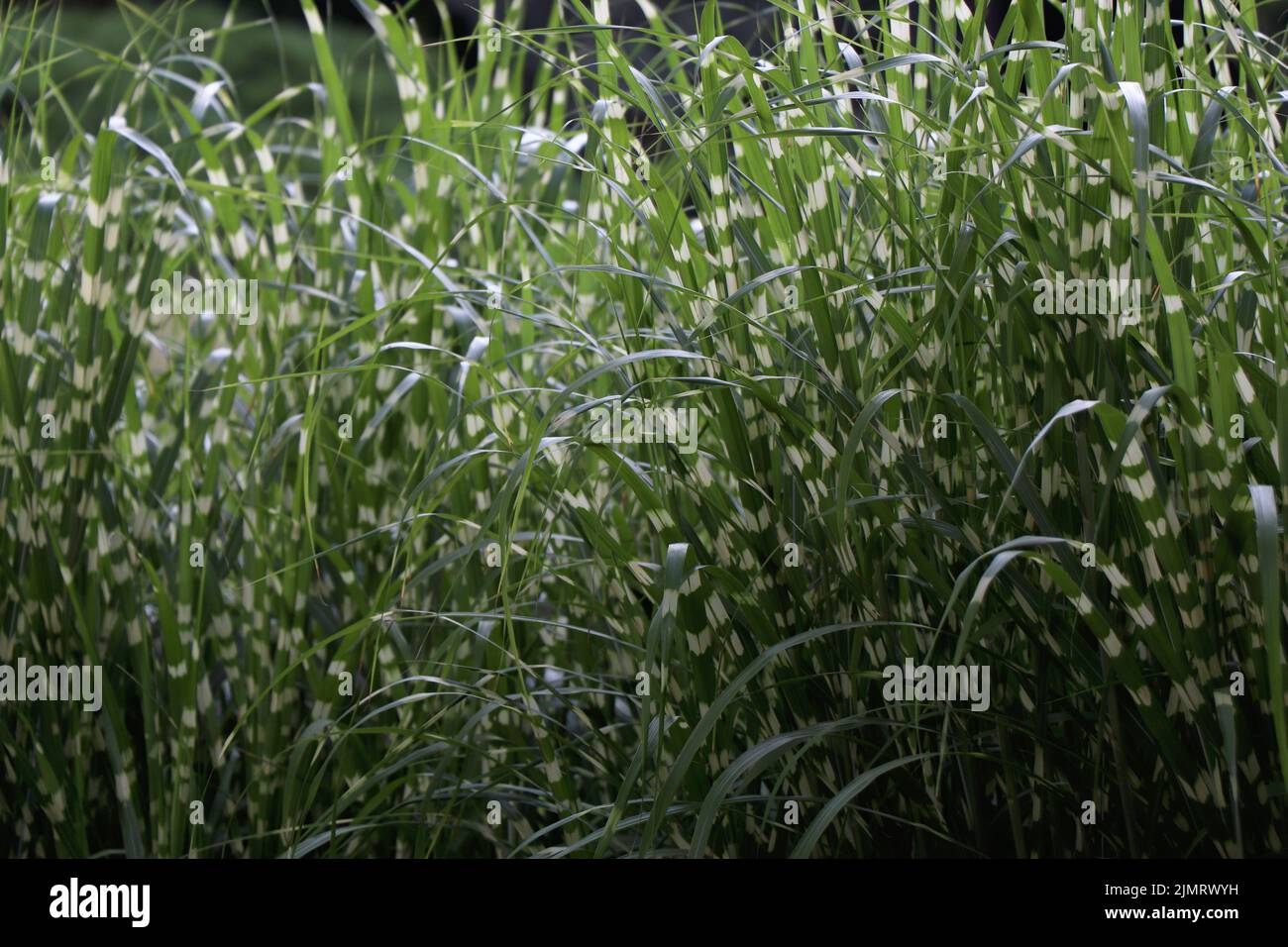 Miscanthus sinensis piccolo Zebra erba verde Foto Stock Miscanthus sinensis piccolo Zebra erba verde Foto Stock