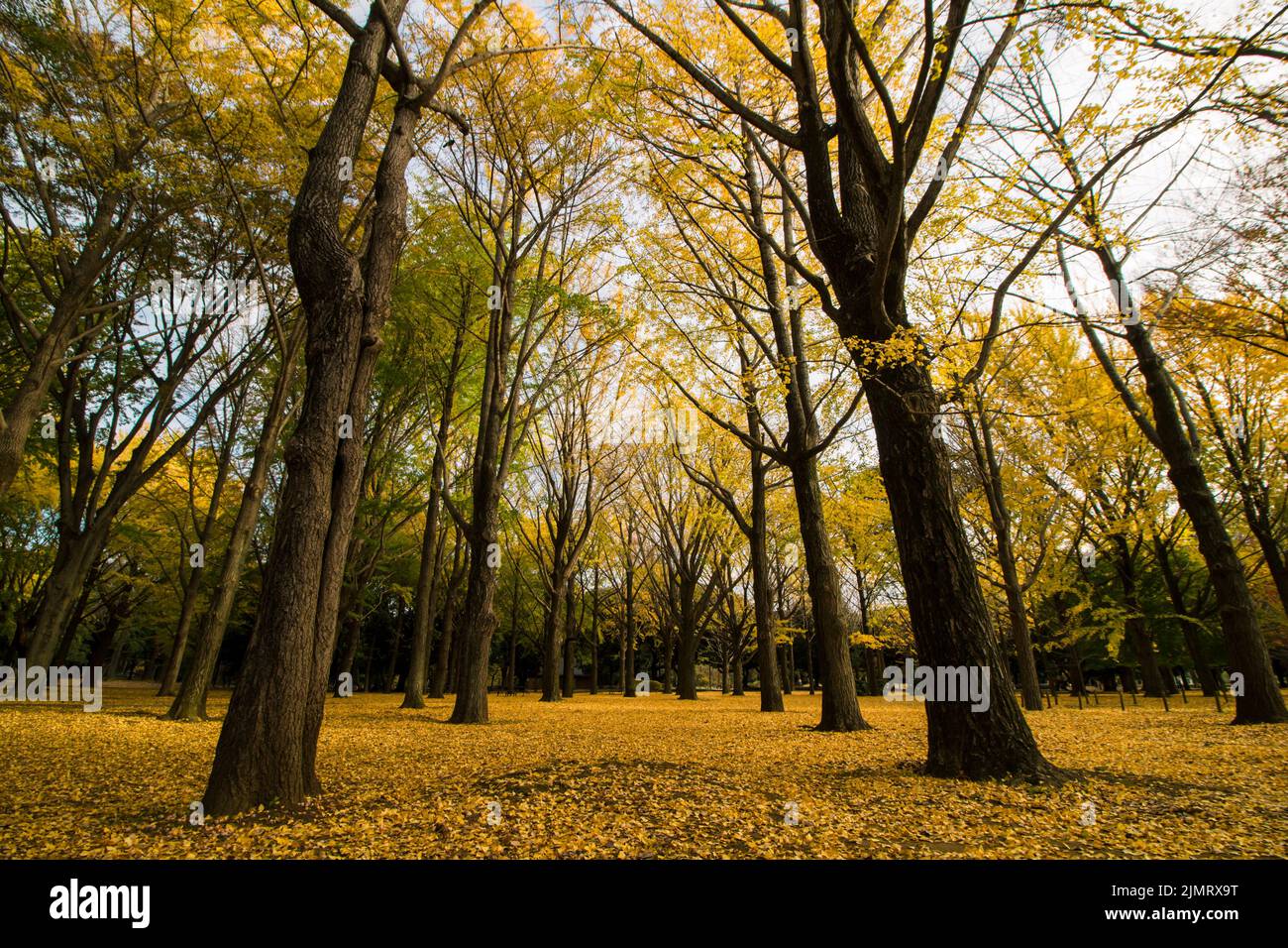 Autunno Parco Yoyogi coperto di foglie gialle cadute fiancheggiate da boschi di ginkgo Foto Stock