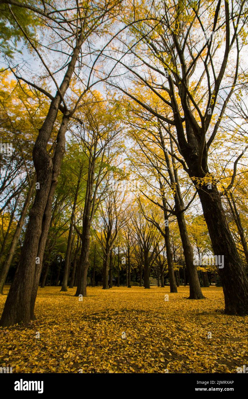 Autunno Parco Yoyogi coperto di foglie gialle cadute fiancheggiate da boschi di ginkgo Foto Stock