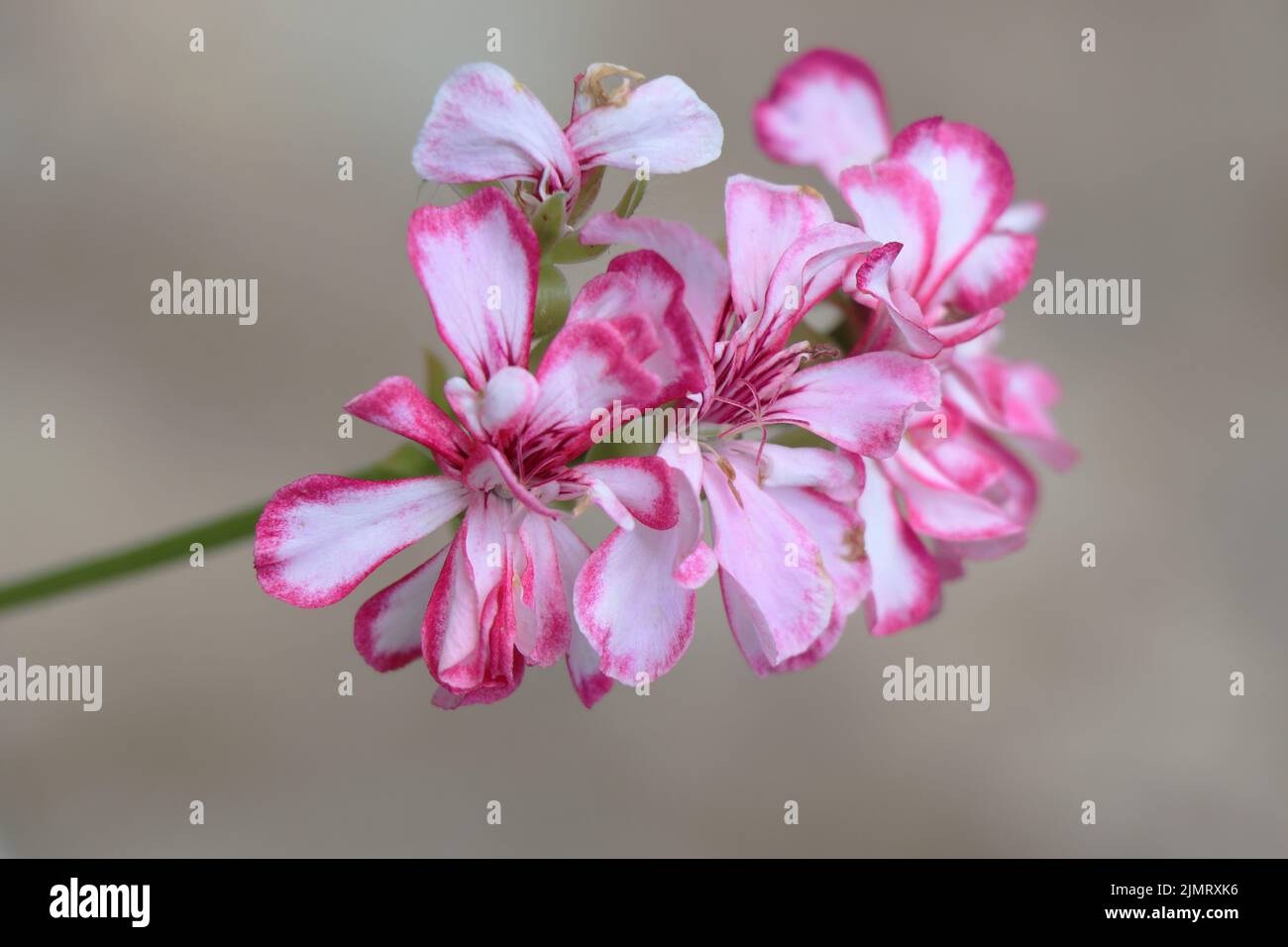 Fiore rosa e bianco Pelargonium peltatum Foto Stock