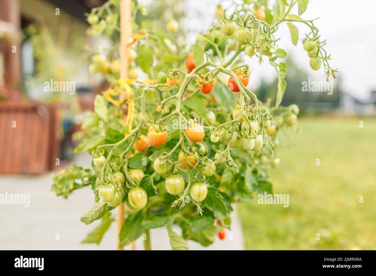Pianta matura di pomodoro che cresce in serra. Mazzo fresco di pomodori rossi naturali su un ramo in orto biologico. Sfondo sfocato e spazio di copia Foto Stock