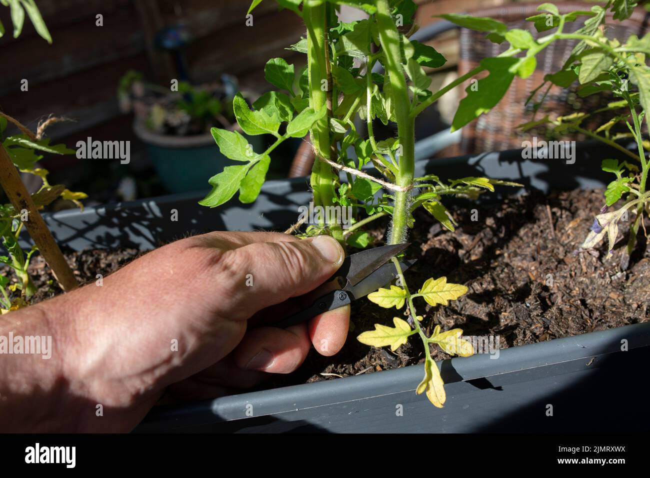 Uomo che taglia le foglie morte da una pianta di pomodoro con taglierine da giardino. Fai crescere il tuo concetto Foto Stock