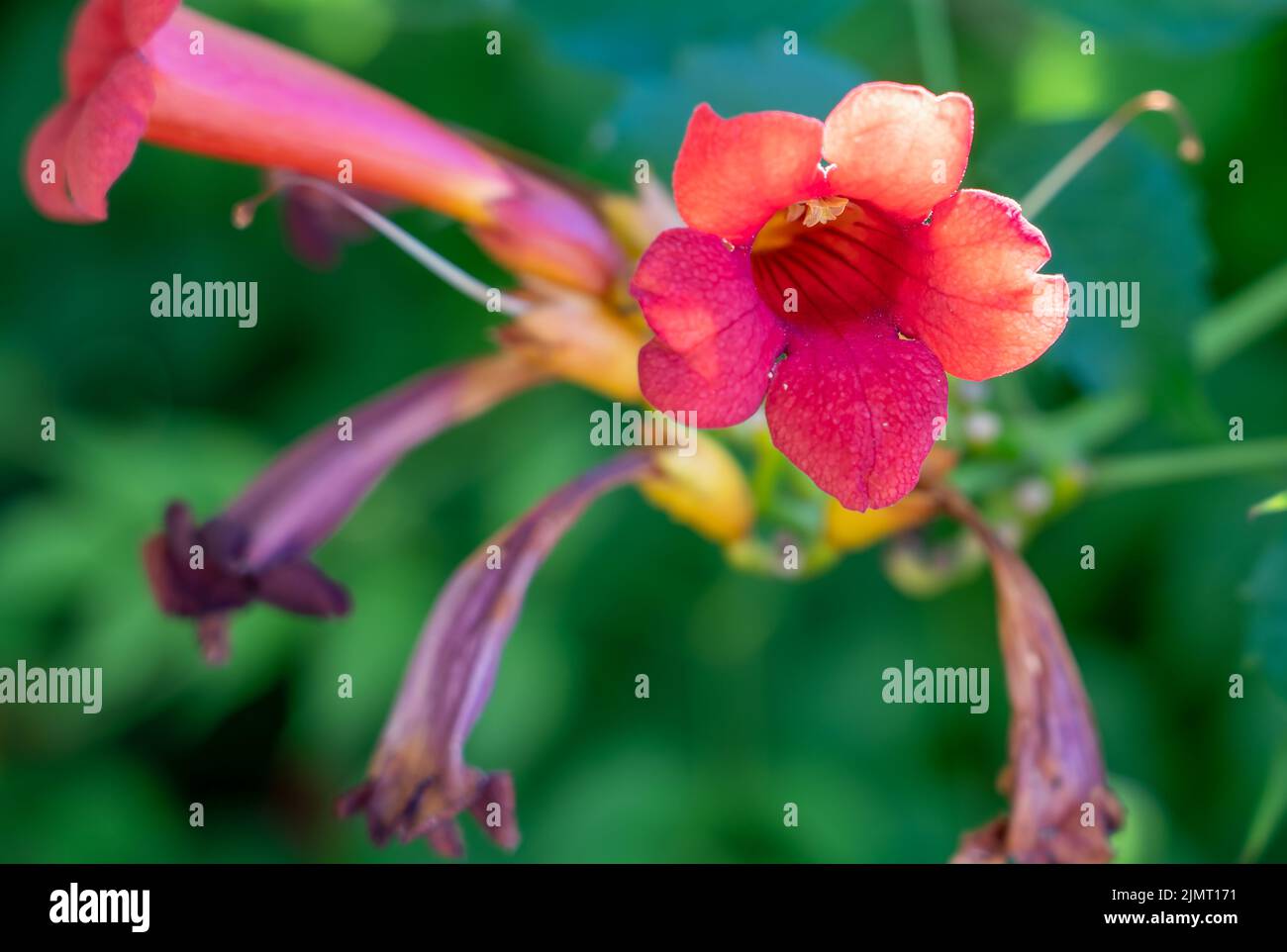 Primo piano dettagliato di una bignonia rossa fiorita (bignonia capensis o Tecomaria capensis) Foto Stock