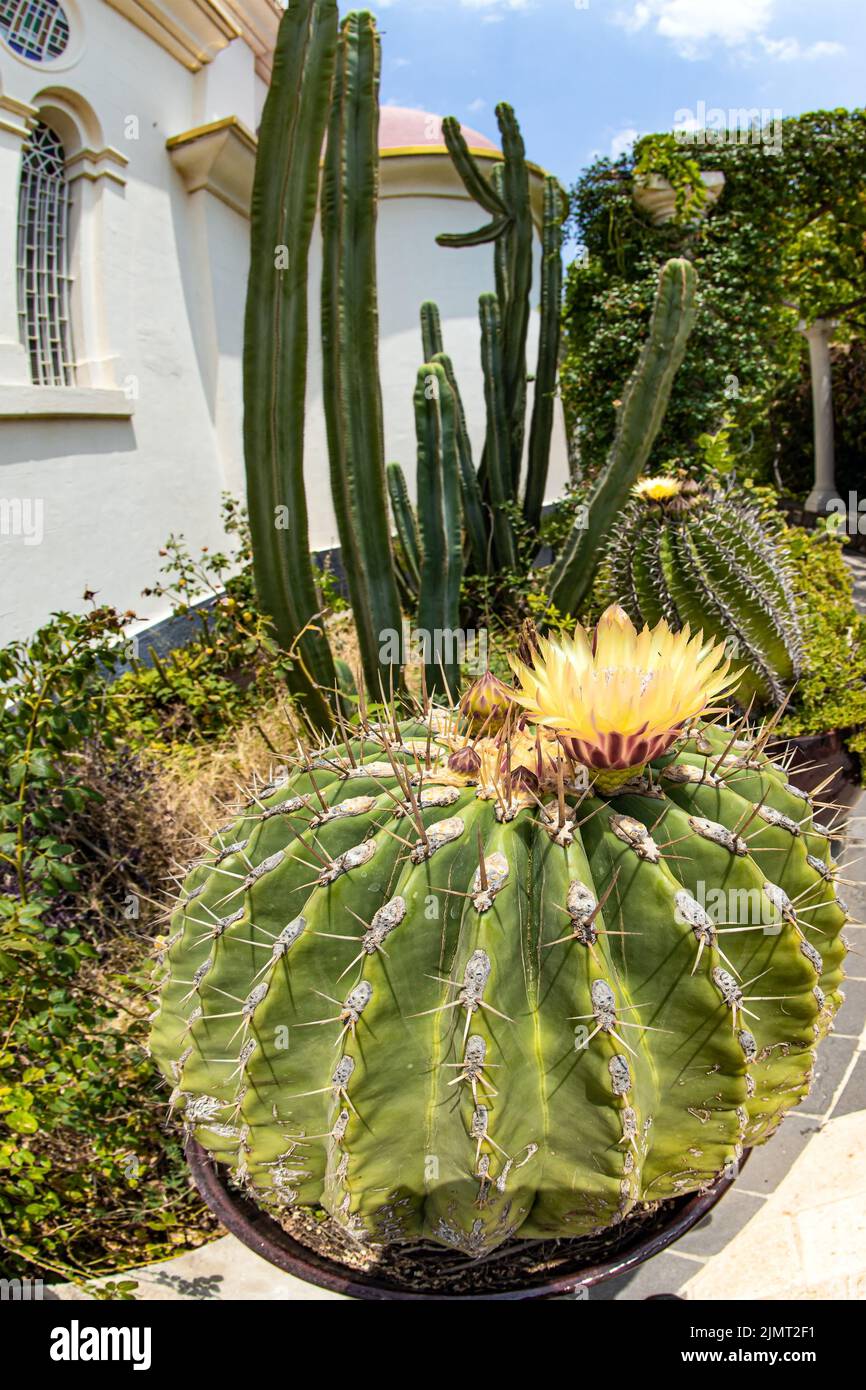 Giganteschi cactus in fiore Foto Stock