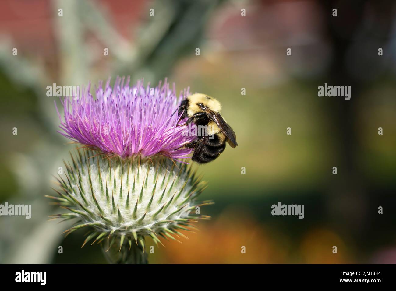 Primo piano di un'ape bumble impollinando un bellissimo fiore di cardo di cotone in fiore Foto Stock