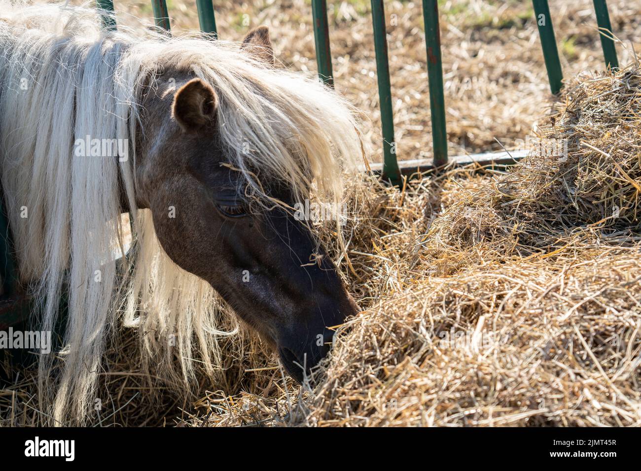 Pony con lunga criniera mangiare fieno in un paddock. Foto Stock