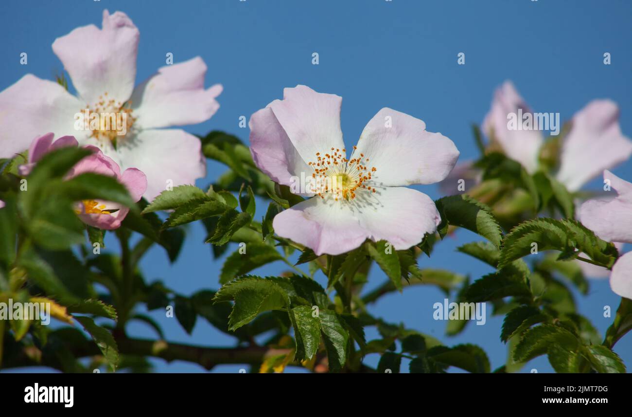 Fiori di rosa selvaggio primo piano su uno sfondo di cielo blu. Foto Stock
