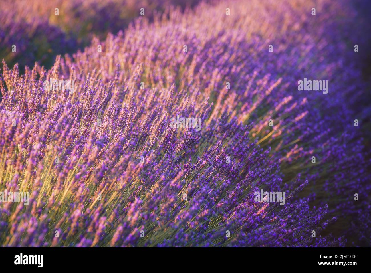 Primo piano vista dei fiori di lavanda nei campi di Valensole all'alba, Provenza, Francia Foto Stock