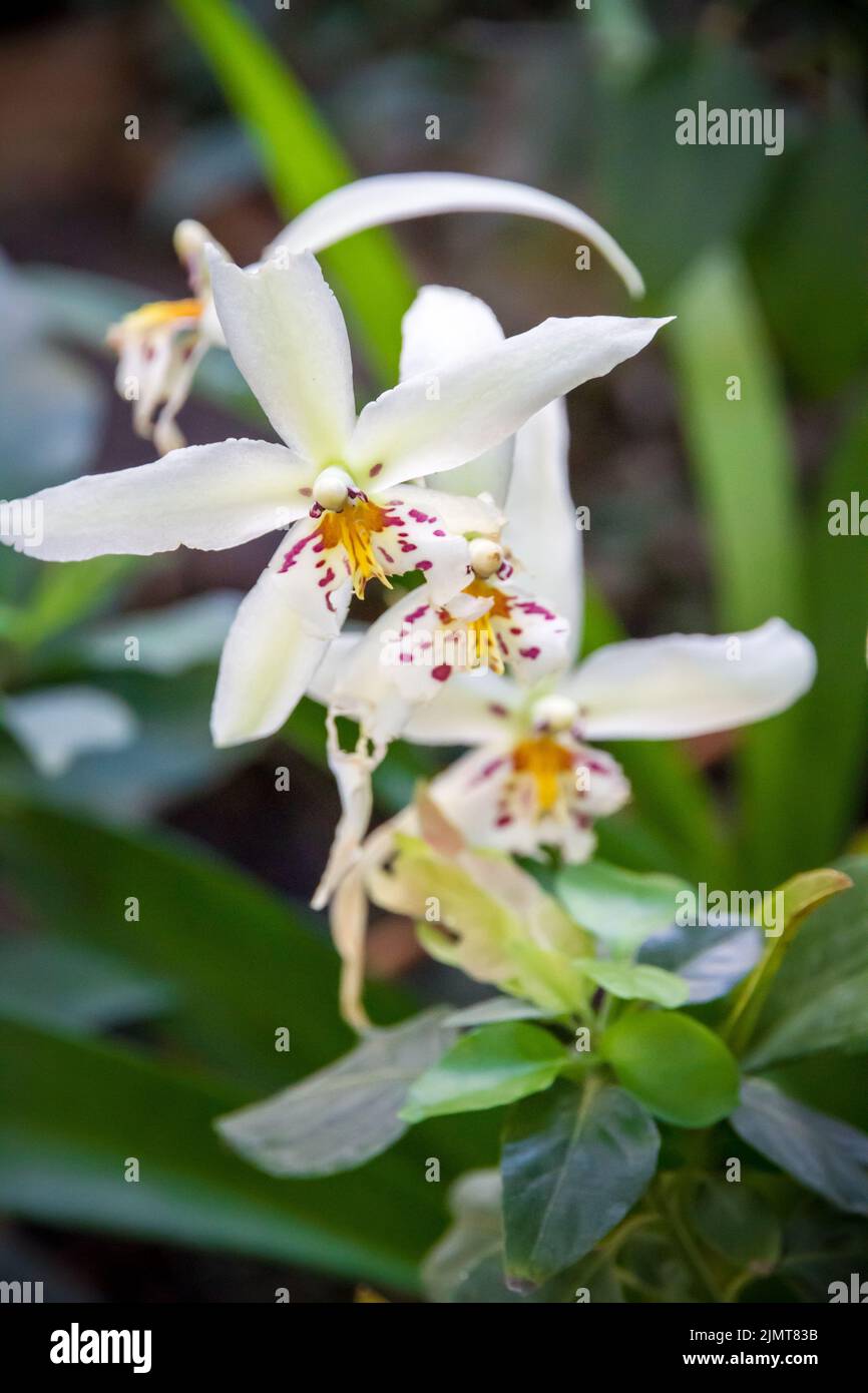 Fiore di orchidea, bianco cymbidium Foto Stock