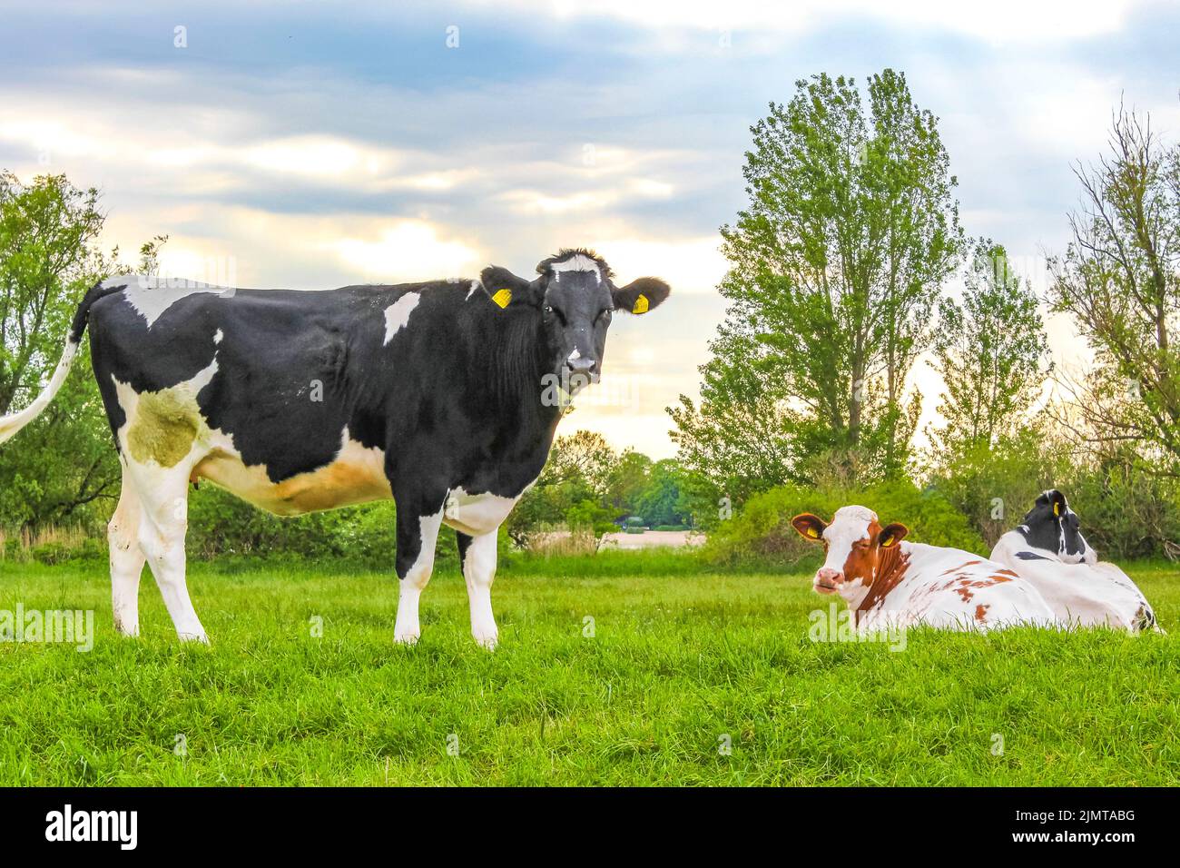 Campo agricolo tedesco settentrionale con mucche paesaggio natura panorama Germania. Foto Stock