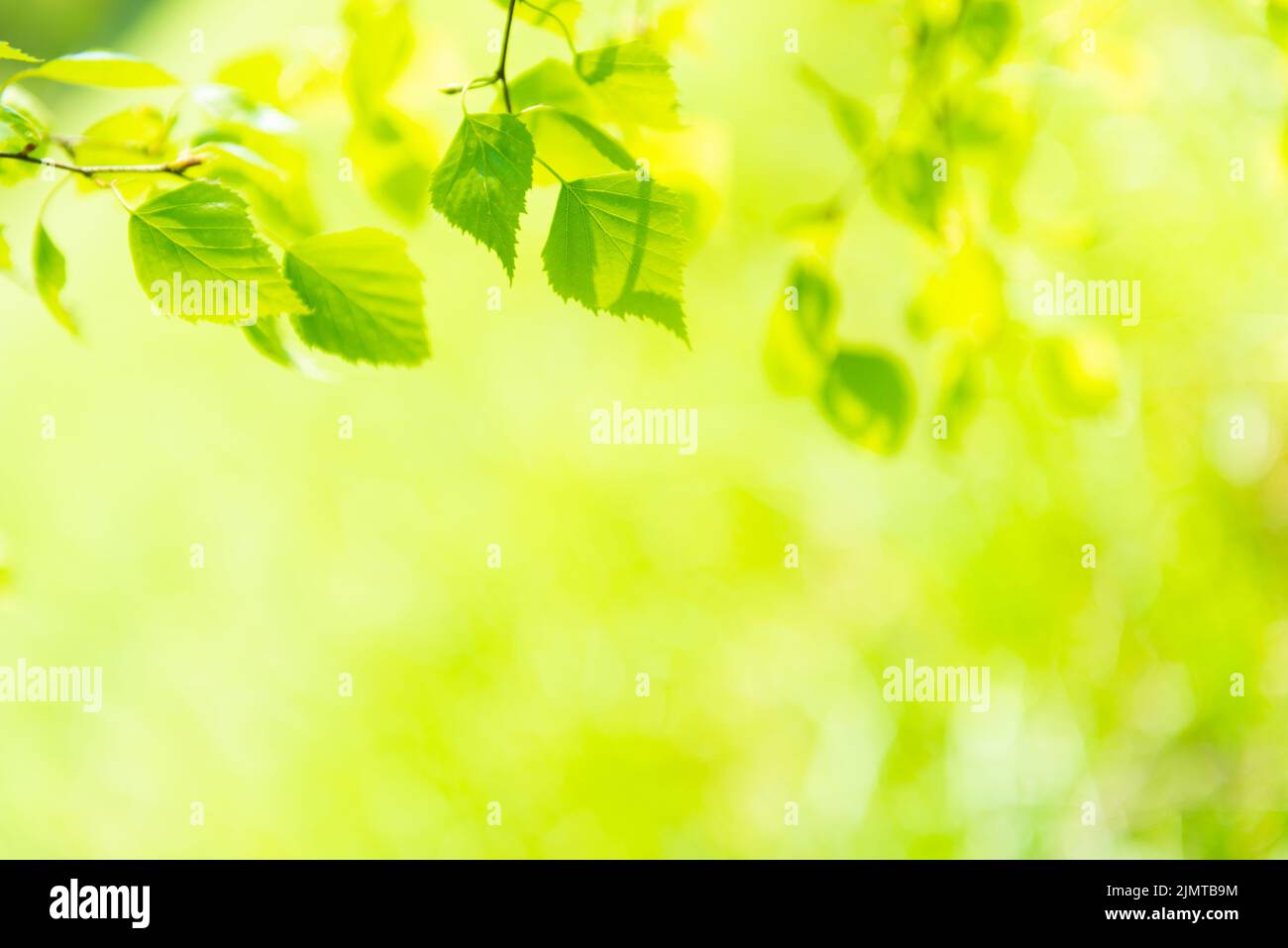 Foglie verdi su erba verde tenera Foto Stock