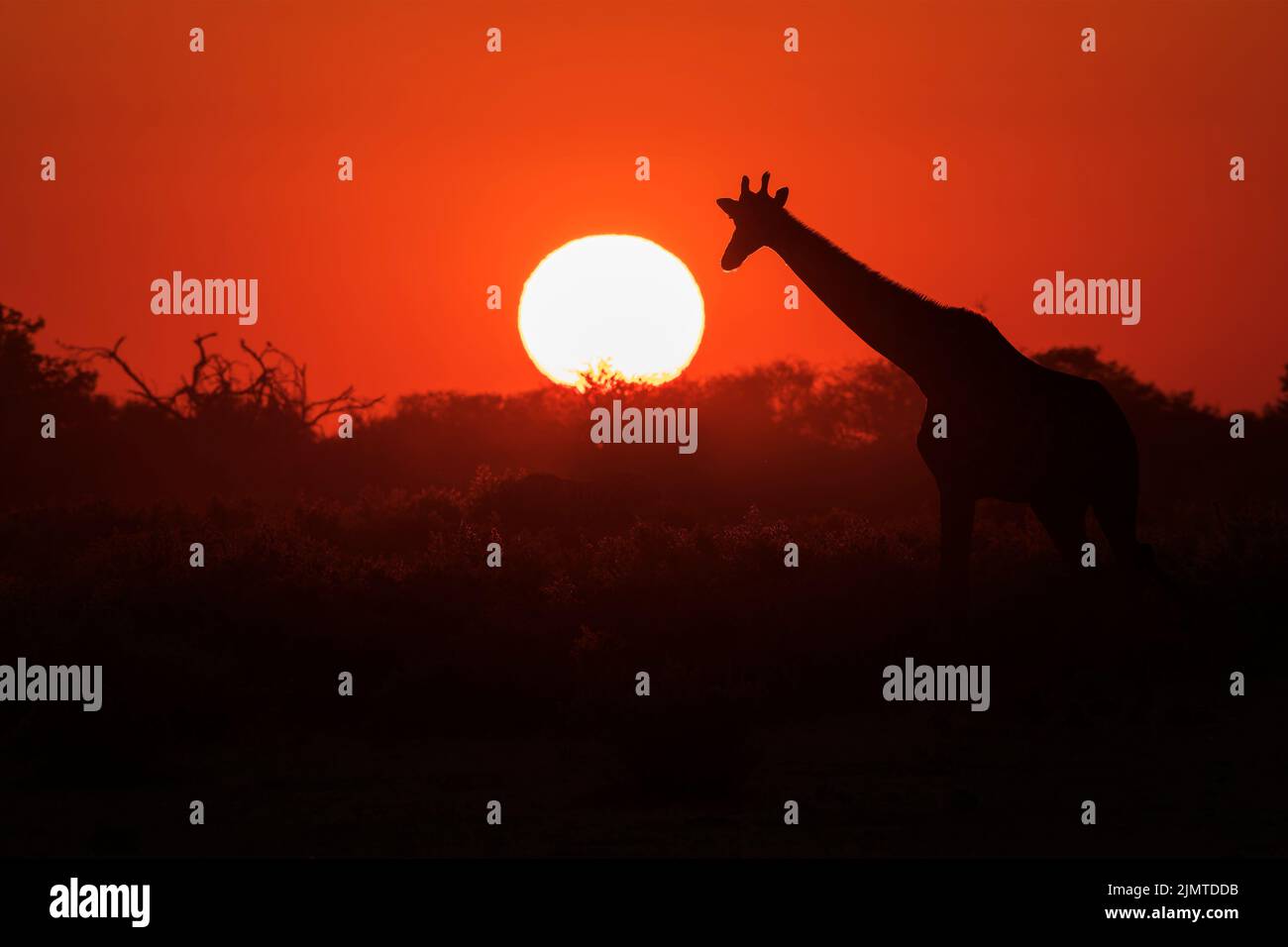 Giraffa meridionale, giraffa giraffa, singolo animale a piedi di fronte al tramonto, Etosha National Park, Namibia Foto Stock