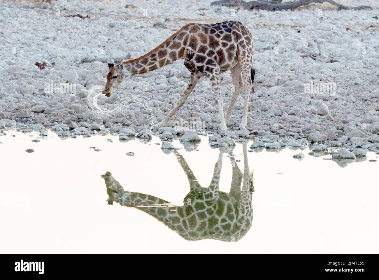 giraffa meridionale, giraffa giraffa, singolo animale che beve al vaporetto, Etosha National Park, Namibia Foto Stock