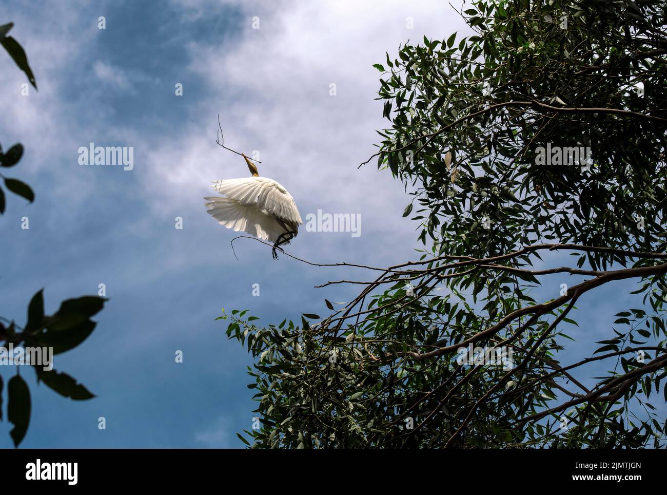 Un allevamento di bestiame (Bubulcus ibis) che raccoglie materiale di nidificazione a Sydney, NSW, Australia (foto di Tara Chand Malhotra) Foto Stock