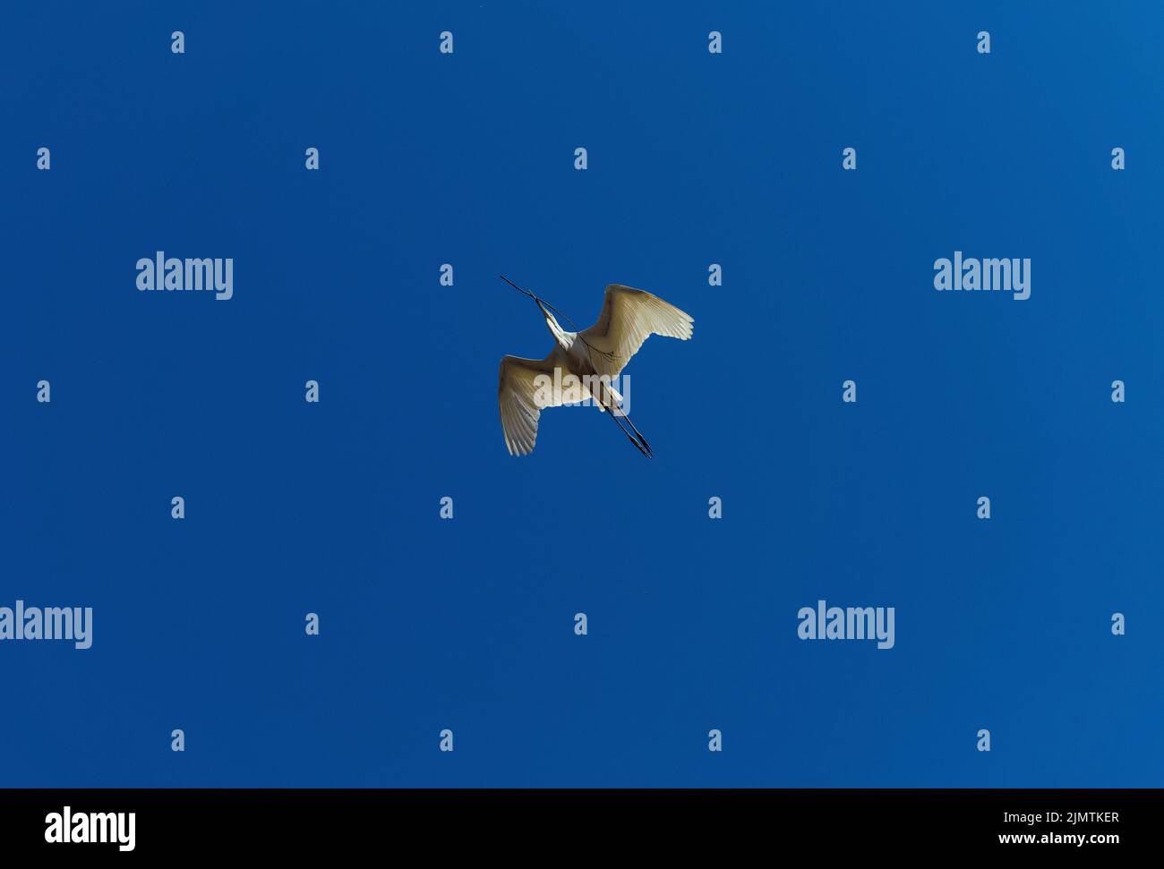 An Egret (Ardea alba) raccoglie materiale di nidificazione a Sydney, NSW, Australia (Foto di Tara Chand Malhotra) Foto Stock