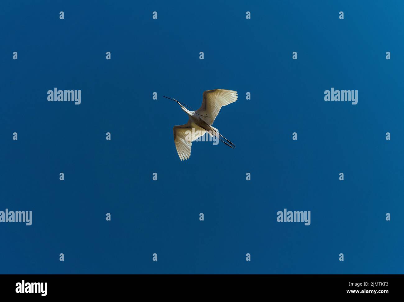 An Egret (Ardea alba) raccoglie materiale di nidificazione a Sydney, NSW, Australia (Foto di Tara Chand Malhotra) Foto Stock