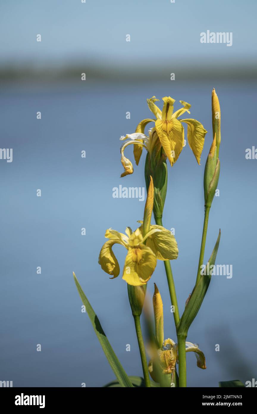 Iride palustre Foto Stock