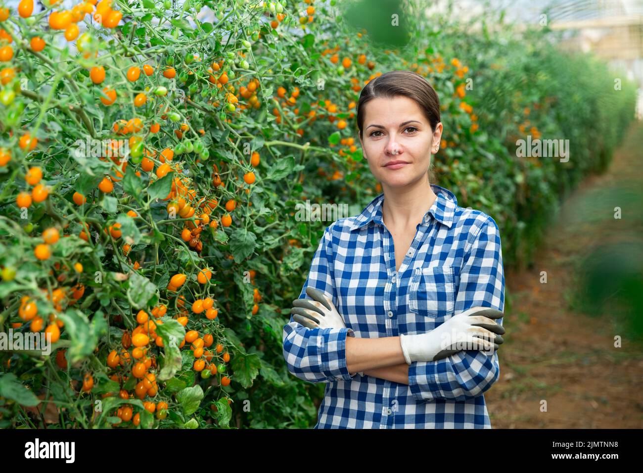 Coltivatore femminile di successo in serra vicino ai pomodori gialli dell'uva Foto Stock