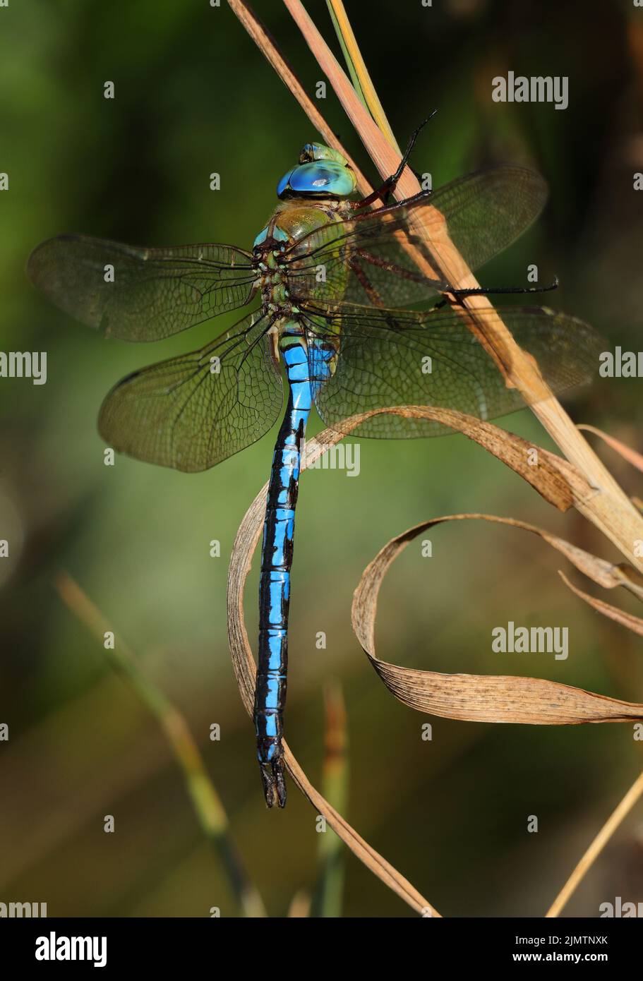 L'imperatore Dragonfly maschio (imperatore di Anax) arroccato su un ramoscello. Macro in ambiente naturale. Messa a fuoco superficiale selettiva per effetto. Foto Stock