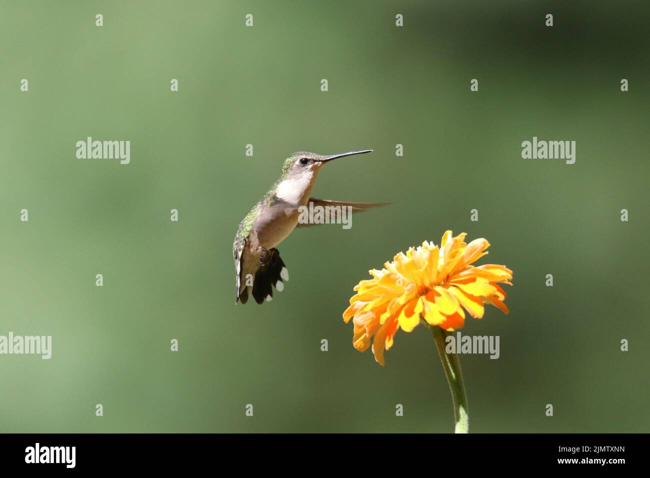 Femmina rubino gummingbird Archilochus colubris nutrimento su un fiore zinnia in estate Foto Stock