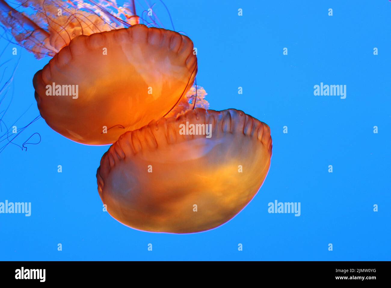 Belle ortiche di mare arancioni che sgocciolano in acque blu profonde. Foto Stock