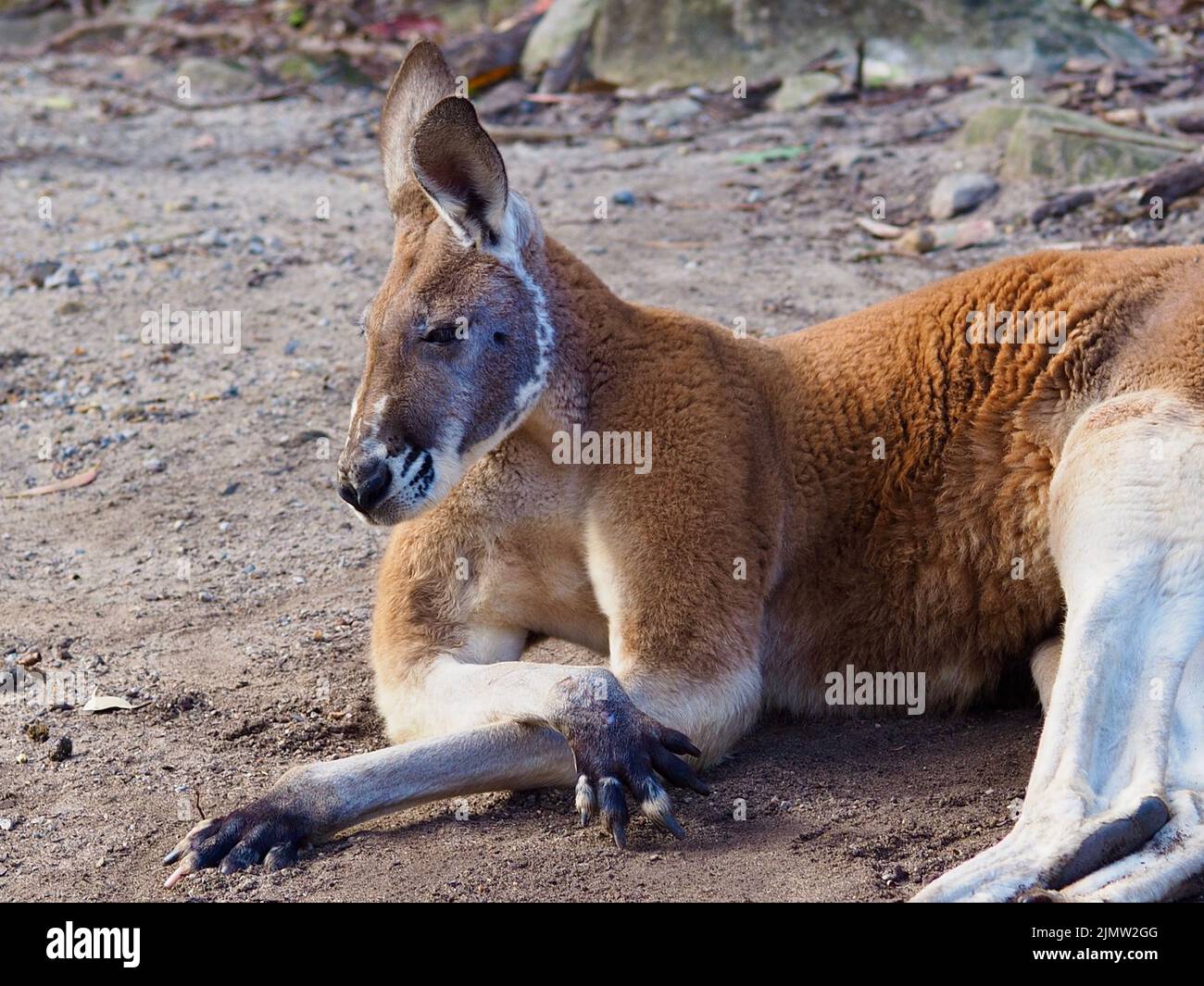 Rilassato non-chalant maschio Red Kangaroo in una posizione tranquilla e rilassata. Foto Stock