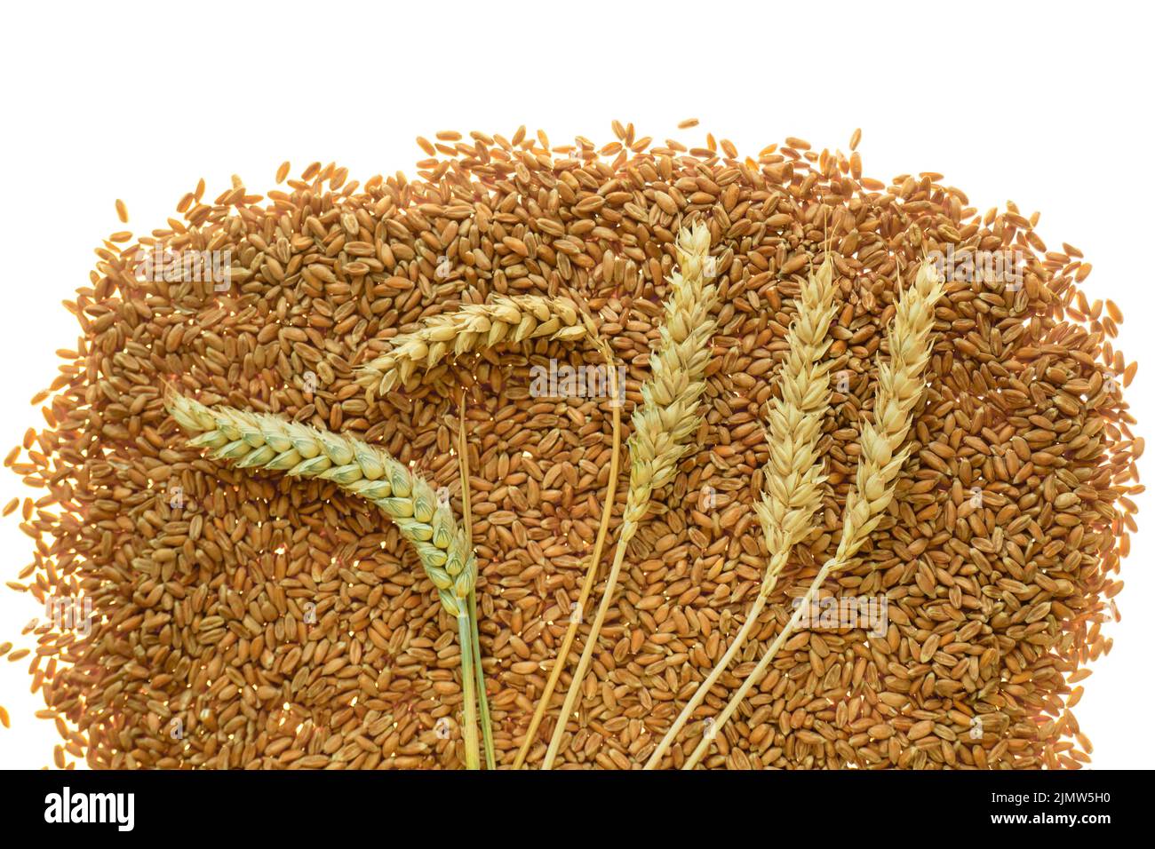 Grano fondo. Grano texture.Spikelets di grano maturo giallo.grano maturo.grano maturo raccolto. Foto Stock