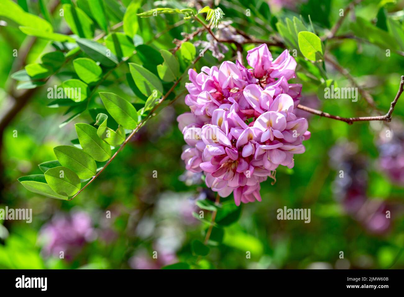 Fiore di acacia rosa fiorente o Robinia Viscosa. Foto Stock