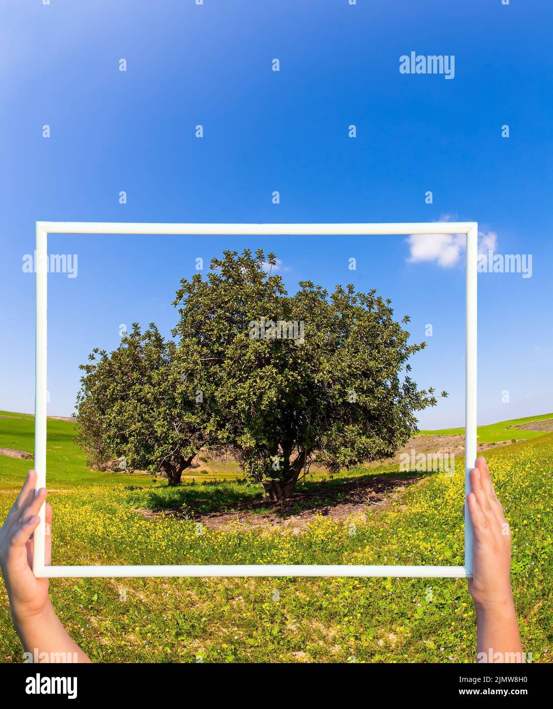 Lussureggiante acacia fiorente su un campo verde Foto Stock