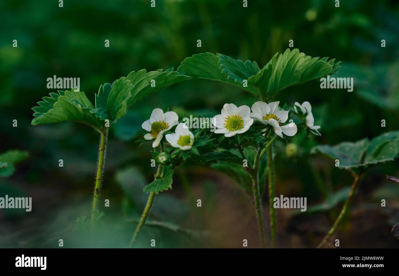 Cespuglio di fragole con foglie verdi e fiori bianchi in orto, frutticoltura Foto Stock