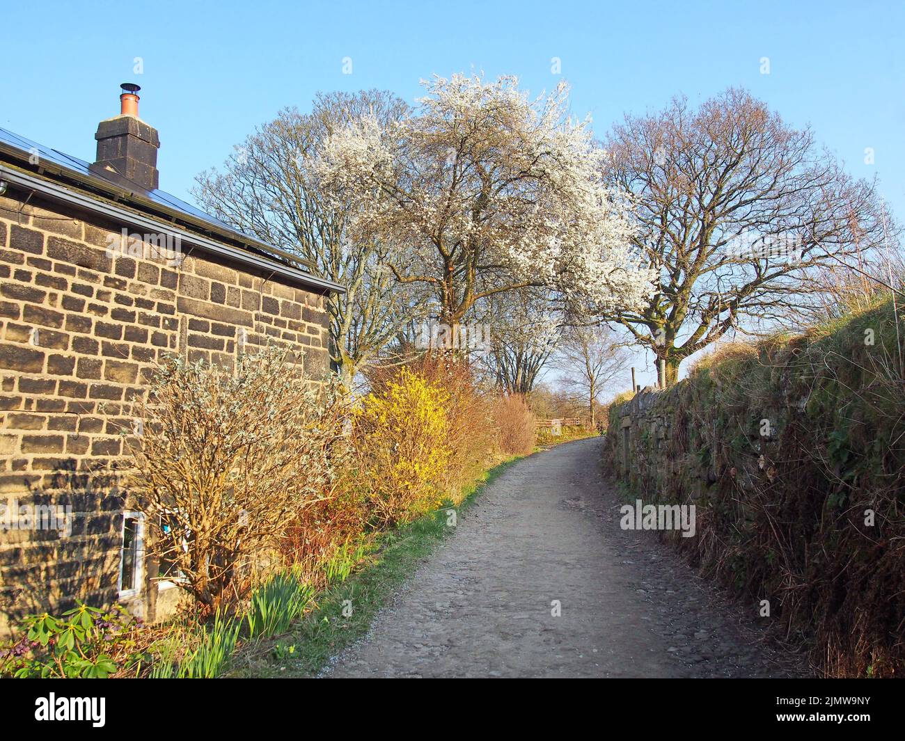 Vista lungo la stretta strada di campagna circondata da una casa colonica e muro di pietra con germoglianti cespugli primaverili e alberi in fiore con a s. Foto Stock