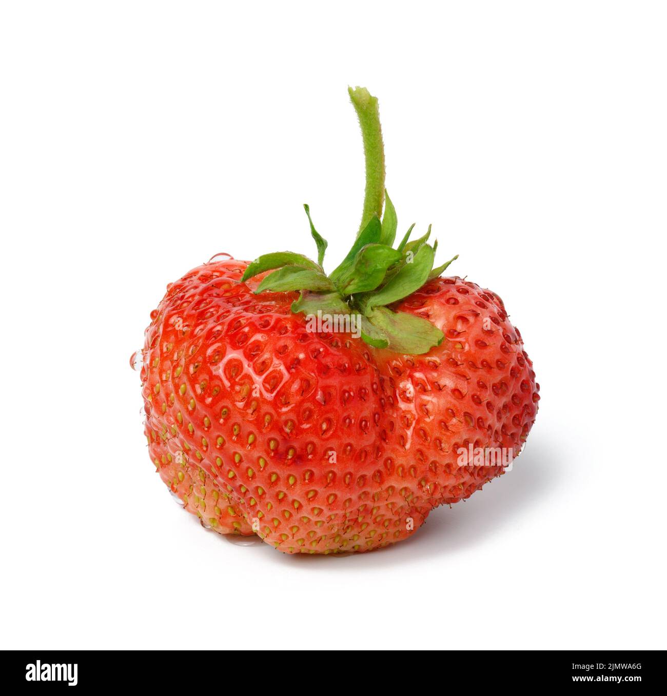 Fragole intere rosse mature con gocce d'acqua isolate su sfondo bianco Foto Stock