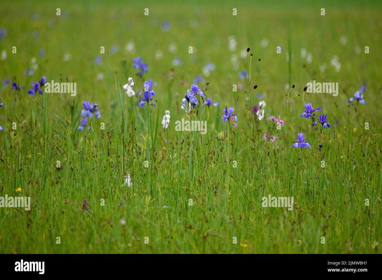 Iris sibirica, comunemente noto come Iris sibirica, è una specie del genere Iris. Vista vicino al lago Chiemsee, Baviera, Germania Foto Stock