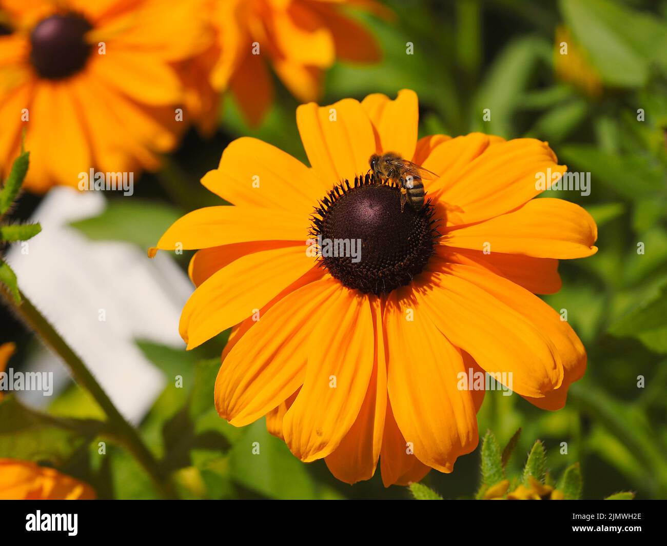 Un'ape seduta su un coneflower (rudbeckia) in una giornata di sole con polline sulle gambe. Luglio 2022, Germania Foto Stock