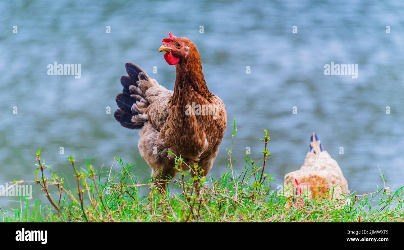 Polli su tradizionale intervallo libero azienda avicola. Foto Stock