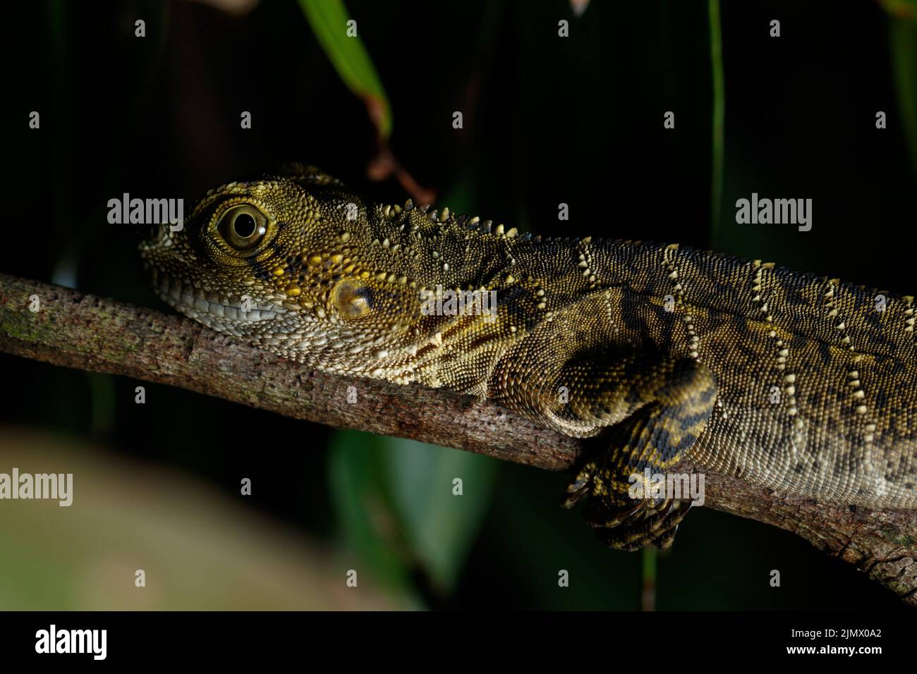 Giovane drago d'acqua orientale (Intellagama lesueurii) che si prepara a dormire su un ramo sospeso ruscello in una zona suburbana di Brisbane Foto Stock