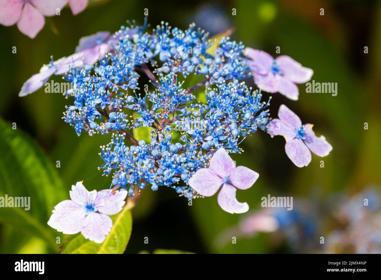 Blue Hydrangea Lacecap Foto Stock