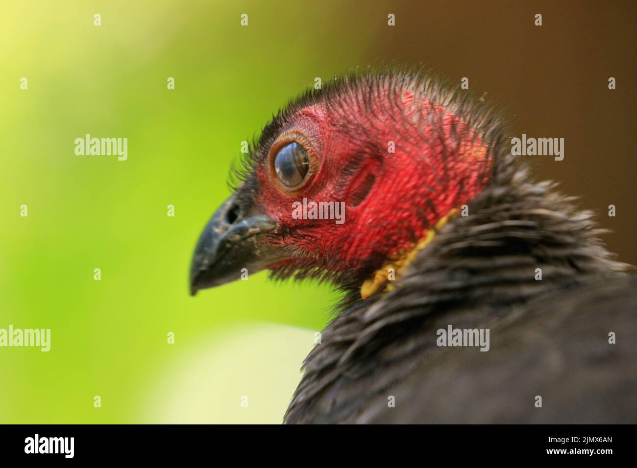 Australian Brush Turkey (Alectura lathami) in un'area picnic pubblica all'interno del Noosa National Park, Queensland, Australia Foto Stock