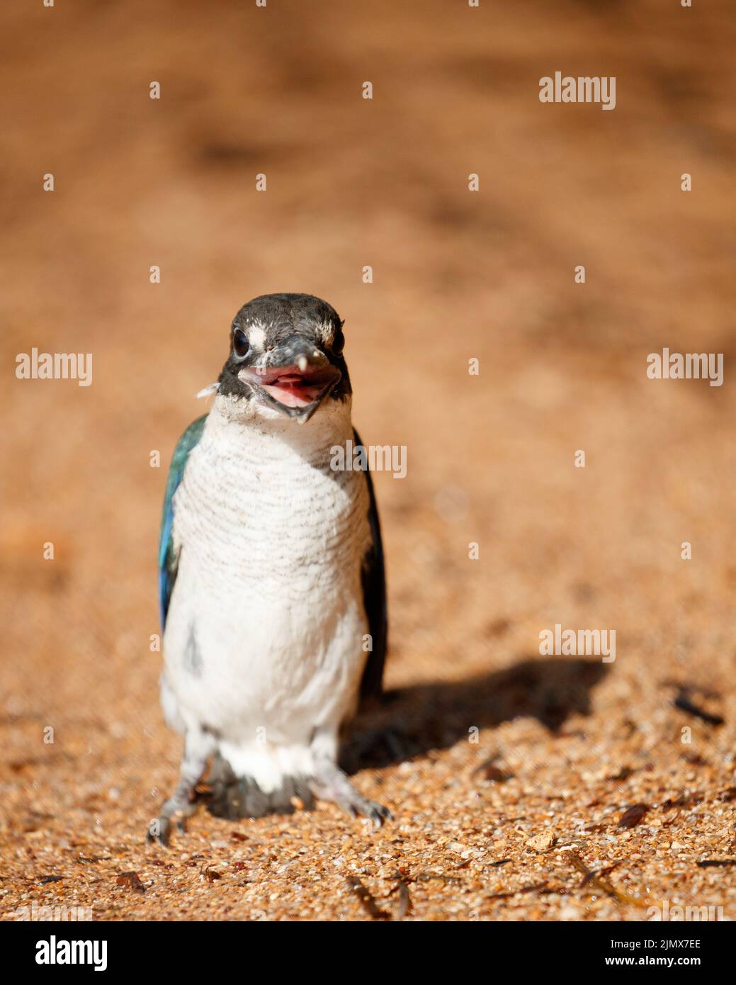 Forest Kingfisher (Todiramphus macleayii) che si trova su un terreno sabbioso Foto Stock