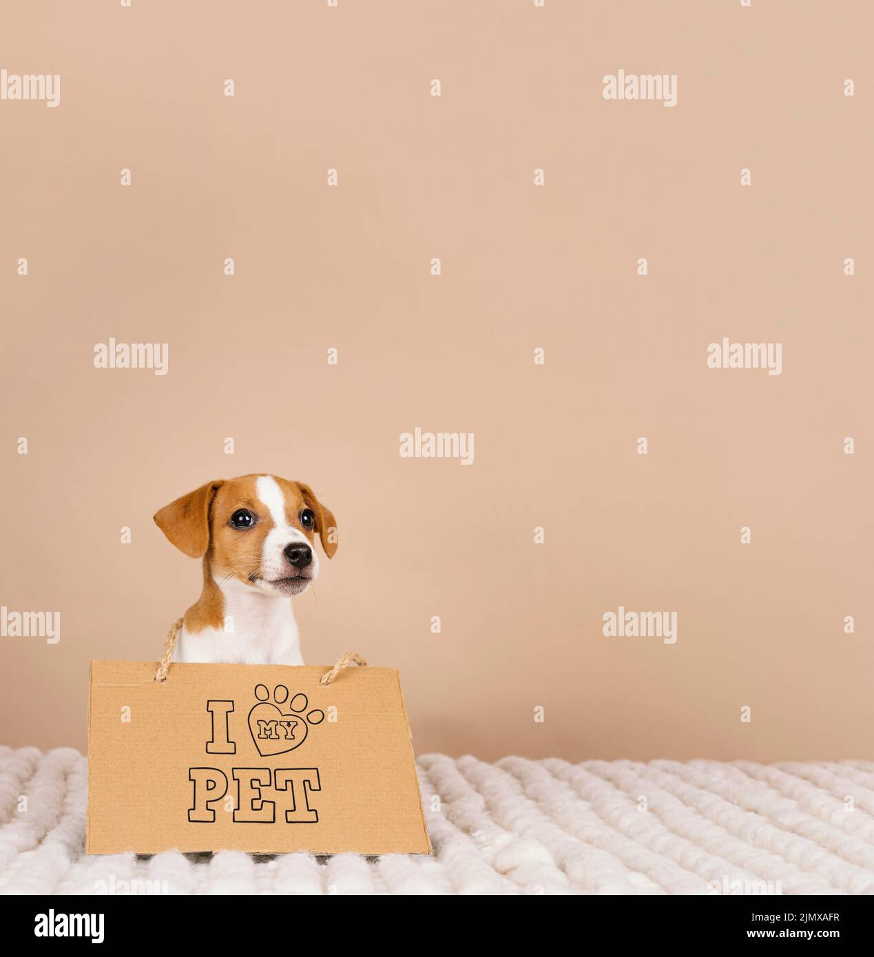 Carino beagle indossare banner Foto Stock