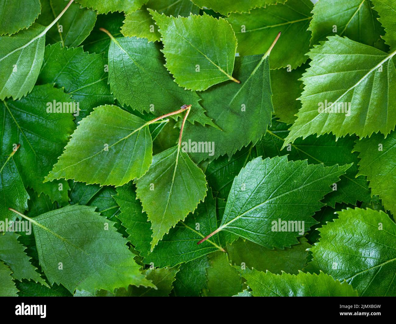 Fresco verde foglie di betulla sfondo modello Foto Stock