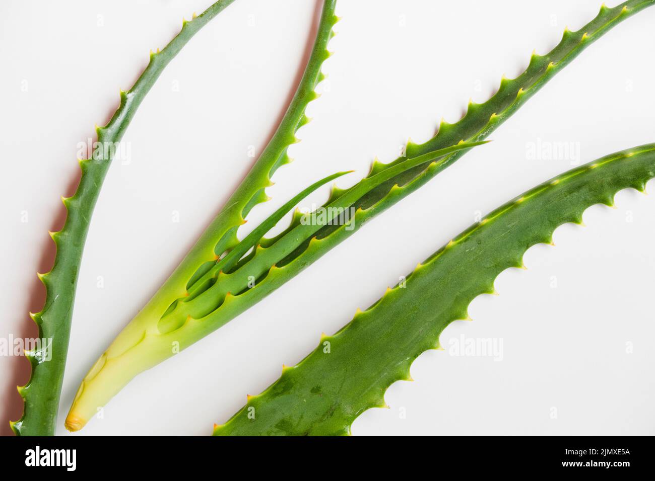 Aloe vera lascia il trattamento di bellezza Foto Stock