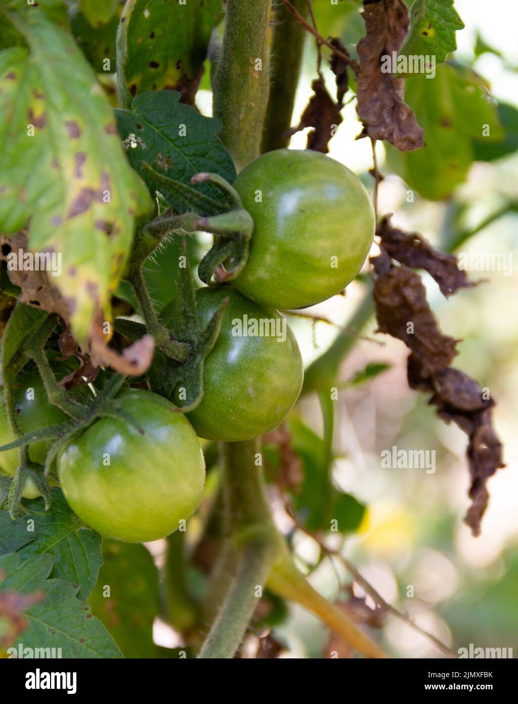 Primo piano pomodori ciliegini dal giardino biologico Foto Stock