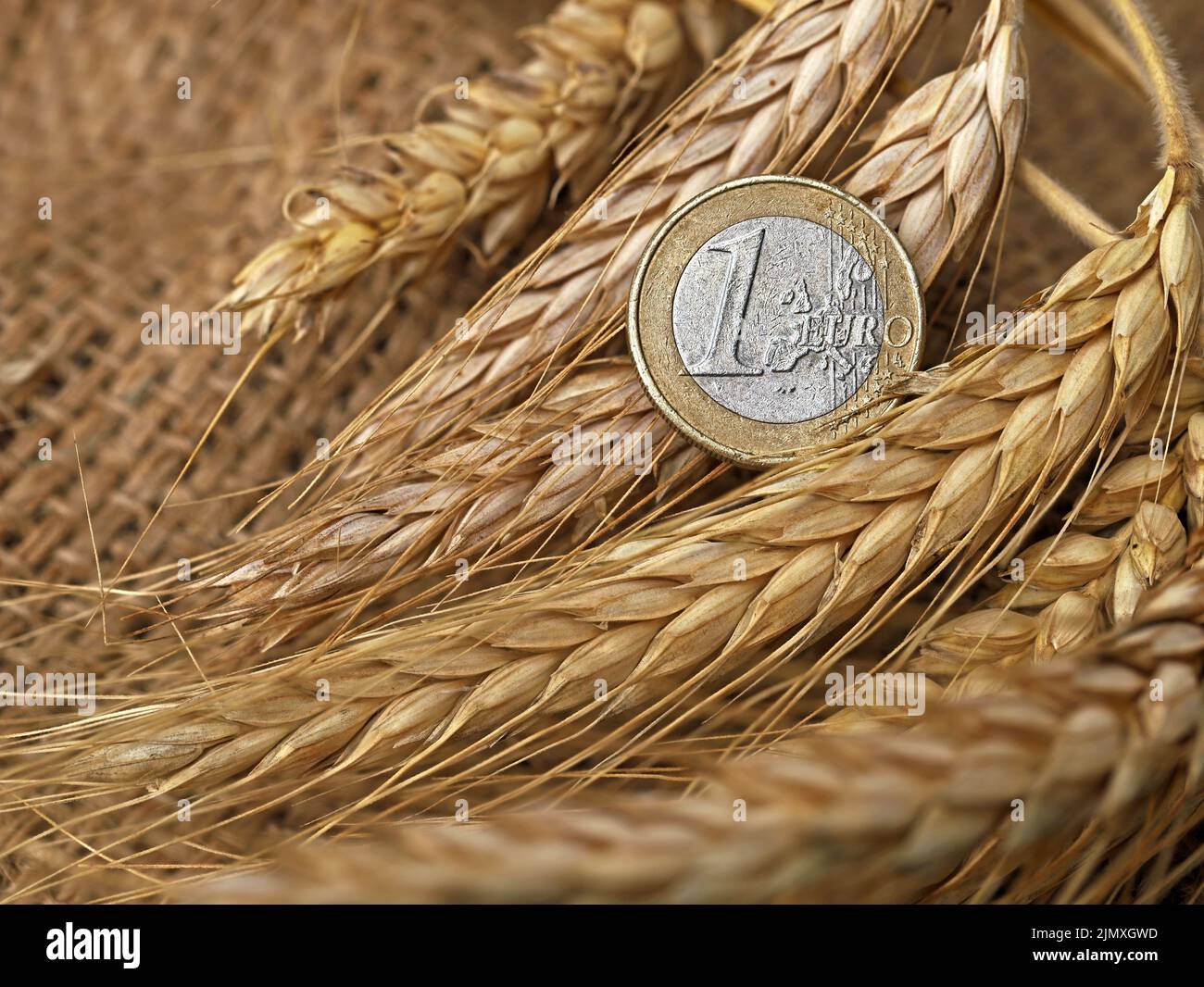 primo piano di una moneta da euro sulle spighe fresche di grano, immagine concettuale dell'aumento del prezzo del grano in futuro Foto Stock
