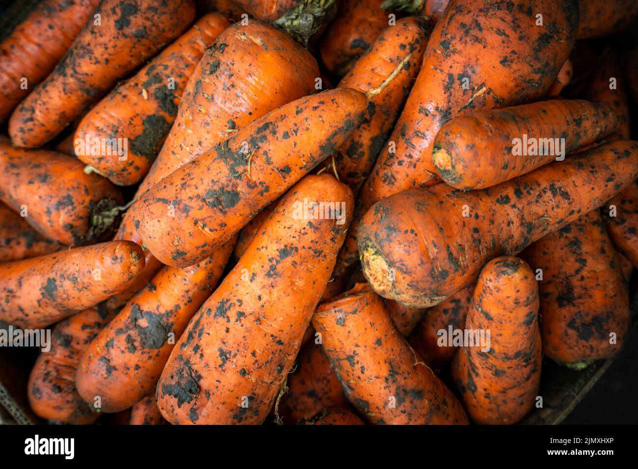 Raccolto fresco di carote da giardino d'arancia. Carote mature Foto Stock