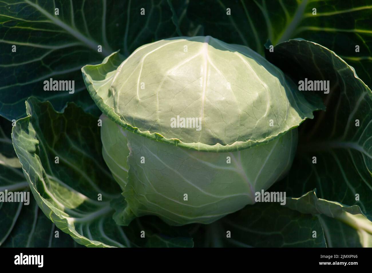 Una testa di cavolo che cresce in giardino, il concetto di organico raccolto vegetale, vista dall'alto, close-up Foto Stock