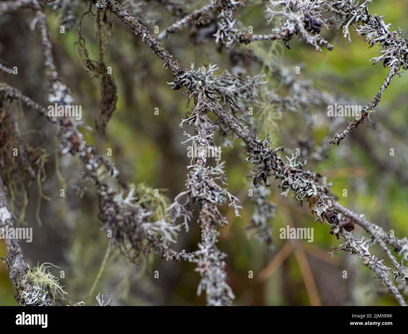 Cetraria islandica, conosciuta anche come islandese muschio Foto Stock
