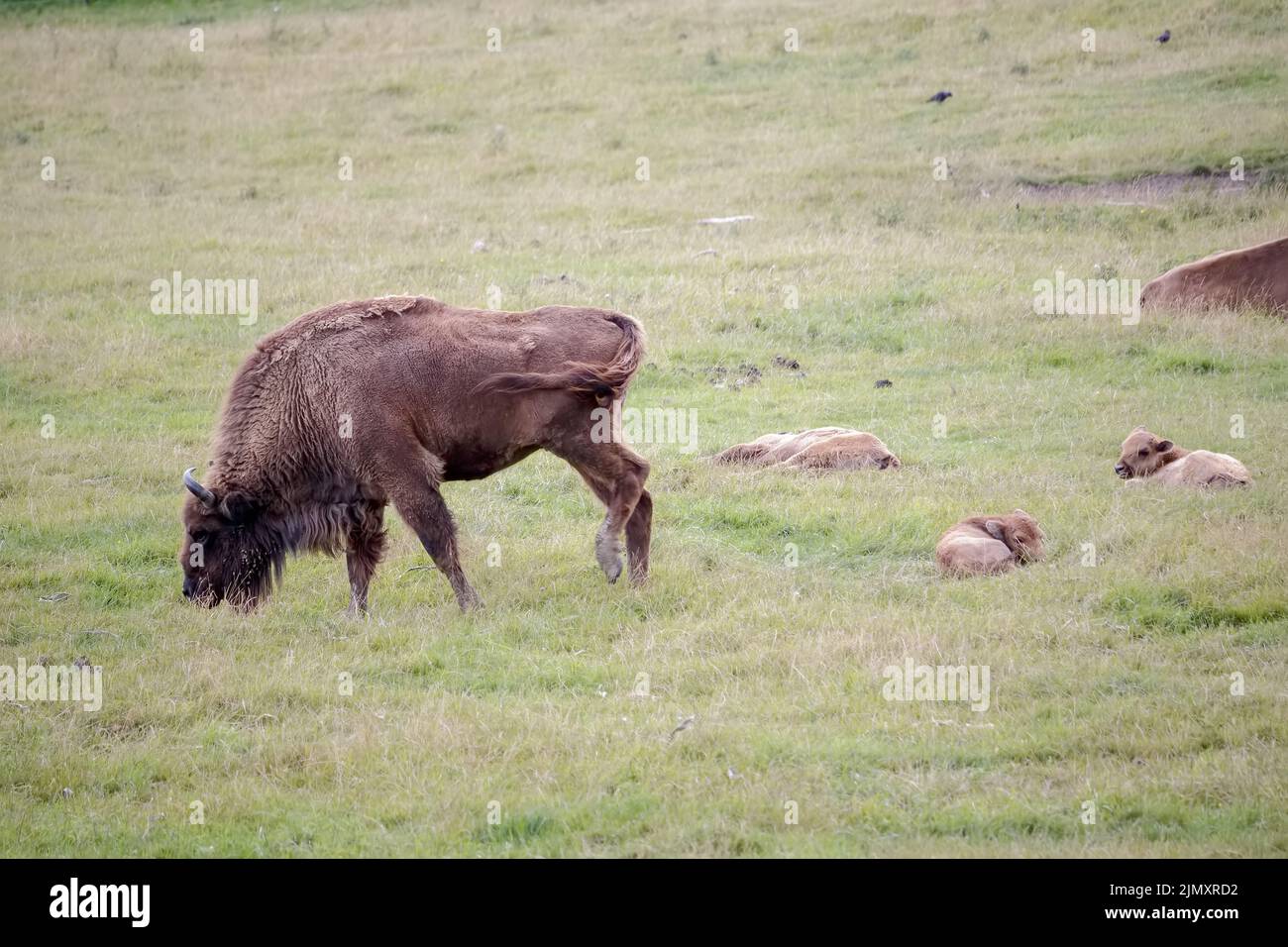 Bisonte europeo con i bambini Foto Stock Bisonte europeo con i bambini Foto Stock