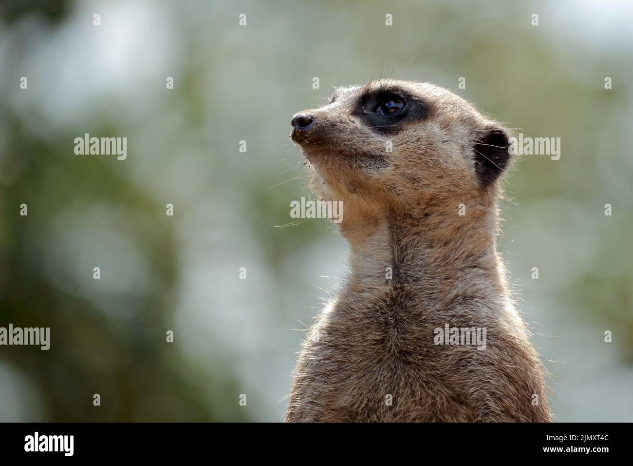 Meerkat o Suricate che agiscono come una zentera Foto Stock