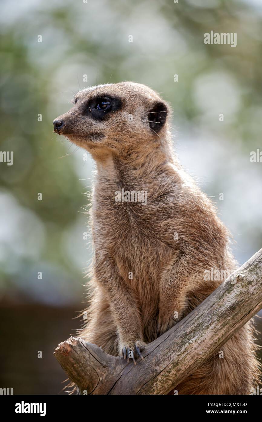 Meerkat o Suricate che agiscono come una zentera Foto Stock